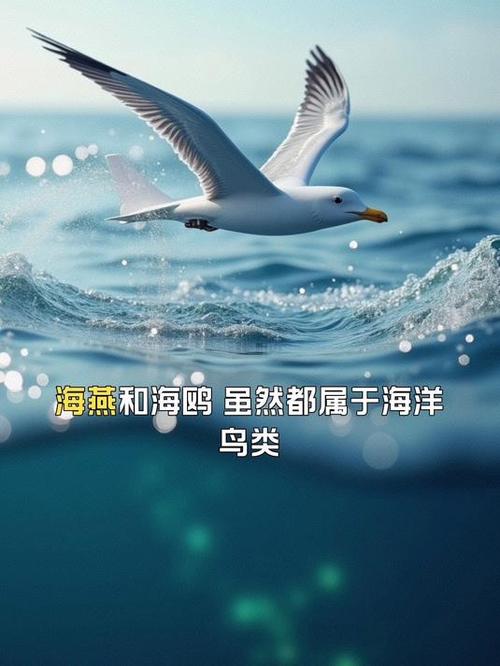 海鸥鸟简介图标