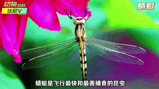 什么的蜻蜓像飞机一年级