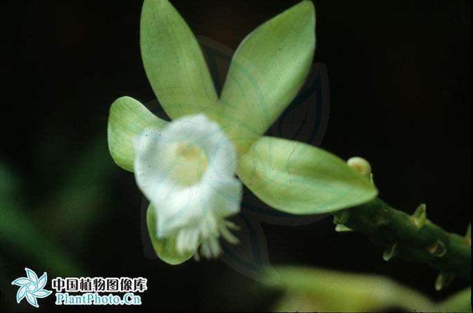 香子兰图片植物