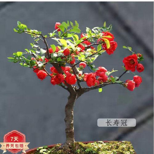 海棠十二站安全连线